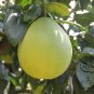 Citrus Grandis, Citrus Maxima Seed 200 PCS, Shaddock Pomelo Youzi