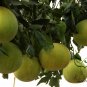 Citrus Grandis, Citrus Maxima Seed 200 PCS, Shaddock Pomelo Youzi