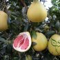 Citrus Grandis, Citrus Maxima Seed 200 PCS, Shaddock Pomelo Youzi