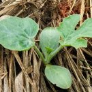 Citrullus Lanatus, Sweet Melon Seed 1000 PCS, Watermelon Hua Pi Xigua