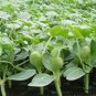 Citrullus Lanatus, Sweet Melon Seed 1000 PCS, Watermelon Hua Pi Xigua