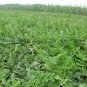 Citrullus Lanatus, Sweet Melon Seed 1000 PCS, Watermelon Hua Pi Xigua