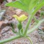 Citrullus Lanatus, Sweet Melon Seed 1000 PCS, Watermelon Hua Pi Xigua
