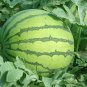 Citrullus Lanatus, Sweet Melon Seed 1000 PCS, Watermelon Hua Pi Xigua
