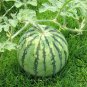 Citrullus Lanatus, Sweet Melon Seed 1000 PCS, Watermelon Hua Pi Xigua