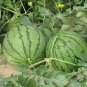 Citrullus Lanatus, Sweet Melon Seed 1000 PCS, Watermelon Hua Pi Xigua