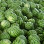 Citrullus Lanatus, Sweet Melon Seed 1000 PCS, Watermelon Hua Pi Xigua