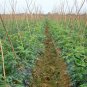 Cherry Tomatoes, Lycopersivon Esculentum Seed 2000 PCS, Tomato Sheng Nv Guo