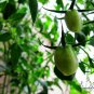 Cherry Tomatoes, Lycopersivon Esculentum Seed 2000 PCS, Tomato Sheng Nv Guo