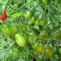 Cherry Tomatoes, Lycopersivon Esculentum Seed 2000 PCS, Tomato Sheng Nv Guo