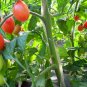 Cherry Tomatoes, Lycopersivon Esculentum Seed 2000 PCS, Tomato Sheng Nv Guo