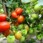 Cherry Tomatoes, Lycopersivon Esculentum Seed 2000 PCS, Tomato Sheng Nv Guo