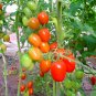 Cherry Tomatoes, Lycopersivon Esculentum Seed 2000 PCS, Tomato Sheng Nv Guo