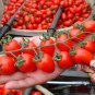 Cherry Tomatoes, Lycopersivon Esculentum Seed 2000 PCS, Tomato Sheng Nv Guo