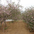 Chaenomeles Speciosa, Flowering Quince Seed 300 PCS, Zhou Pi Mu Gua