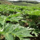 Chaenomeles Sinensis, Papaw Papaya Seed 500 PCS, Carica Papaya Fan Mu Gua