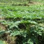 Chaenomeles Sinensis, Papaw Papaya Seed 500 PCS, Carica Papaya Fan Mu Gua