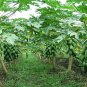 Chaenomeles Sinensis, Papaw Papaya Seed 500 PCS, Carica Papaya Fan Mu Gua