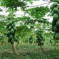 Chaenomeles Sinensis, Papaw Papaya Seed 500 PCS, Carica Papaya Fan Mu Gua