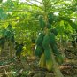 Chaenomeles Sinensis, Papaw Papaya Seed 500 PCS, Carica Papaya Fan Mu Gua