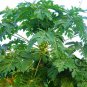 Chaenomeles Sinensis, Papaw Papaya Seed 500 PCS, Carica Papaya Fan Mu Gua