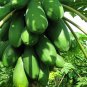 Chaenomeles Sinensis, Papaw Papaya Seed 500 PCS, Carica Papaya Fan Mu Gua