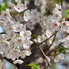 Cerasus Serrulata, Prunus Serrulata Seed 500 PCS, Hill Cherry Shan Ying Tao
