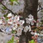 Cerasus Serrulata, Prunus Serrulata Seed 500 PCS, Hill Cherry Shan Ying Tao