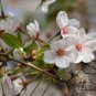 Cerasus Serrulata, Prunus Serrulata Seed 500 PCS, Hill Cherry Shan Ying Tao