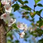Cerasus Serrulata, Prunus Serrulata Seed 500 PCS, Hill Cherry Shan Ying Tao