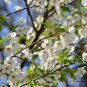 Cerasus Serrulata, Prunus Serrulata Seed 500 PCS, Hill Cherry Shan Ying Tao
