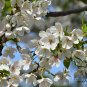 Cerasus Serrulata, Prunus Serrulata Seed 500 PCS, Hill Cherry Shan Ying Tao