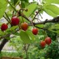 Cerasus Serrulata, Prunus Serrulata Seed 500 PCS, Hill Cherry Shan Ying Tao
