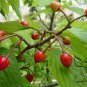Cerasus Serrulata, Prunus Serrulata Seed 500 PCS, Hill Cherry Shan Ying Tao