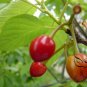 Cerasus Serrulata, Prunus Serrulata Seed 500 PCS, Hill Cherry Shan Ying Tao