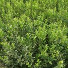 Cerasus Humilis, Prunus Humilis Seed 300 PCS, Chinese Dwarf Cherry Ou Li