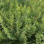 Cerasus Humilis, Prunus Humilis Seed 300 PCS, Chinese Dwarf Cherry Ou Li