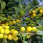 Cerasus Humilis, Prunus Humilis Seed 300 PCS, Chinese Dwarf Cherry Ou Li