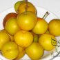 Cerasus Humilis, Prunus Humilis Seed 300 PCS, Chinese Dwarf Cherry Ou Li