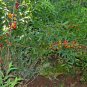 Cerasus Humilis, Prunus Humilis Seed 300 PCS, Chinese Dwarf Cherry Ou Li