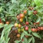 Cerasus Humilis, Prunus Humilis Seed 300 PCS, Chinese Dwarf Cherry Ou Li