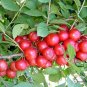 Cerasus Humilis, Prunus Humilis Seed 300 PCS, Chinese Dwarf Cherry Ou Li