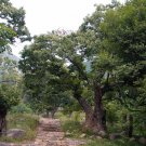 Castanea Mollissima, Chinese Chestnut Seed 30 PCS, Ban Li