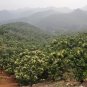 Castanea Mollissima, Chinese Chestnut Seed 30 PCS, Ban Li