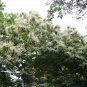 Castanea Mollissima, Chinese Chestnut Seed 30 PCS, Ban Li