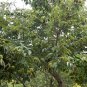 Castanea Mollissima, Chinese Chestnut Seed 30 PCS, Ban Li