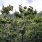 Castanea Mollissima, Chinese Chestnut Seed 30 PCS, Ban Li