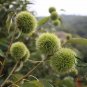 Castanea Mollissima, Chinese Chestnut Seed 30 PCS, Ban Li