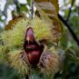 Castanea Mollissima, Chinese Chestnut Seed 30 PCS, Ban Li
