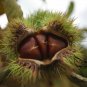 Castanea Mollissima, Chinese Chestnut Seed 30 PCS, Ban Li